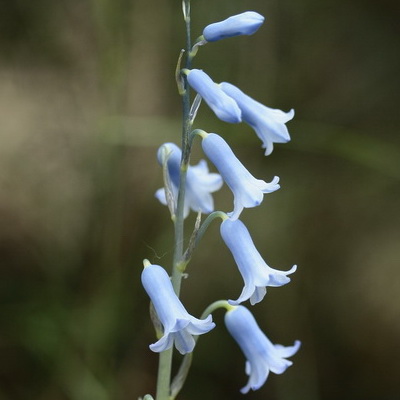 Flores azules con forma de tubo o campana - Flores silvestres de Aragón