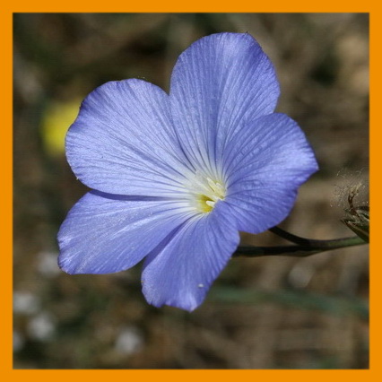 Flores azules de 5 pétalos - Flores silvestres de Aragón