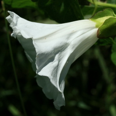 Blancas con forma de campana - Flores silvestres de Aragón