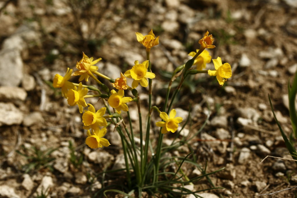 Género de los Narcisos - Flores silvestres de Aragón